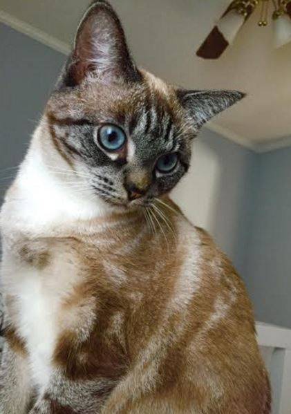 ADOPTED  Khaleesi – Adorable Young Female Siamese Mix Cat    Nashville TN