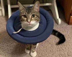 Snowshoe siamese cat for rehoming in houston tx 1 (1)