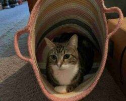 Snowshoe siamese cat for rehoming in houston tx 1 (1)