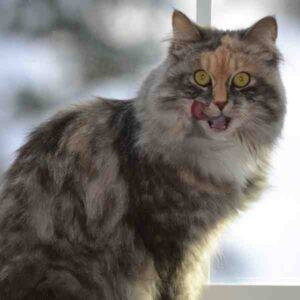Siberian Cat Photo