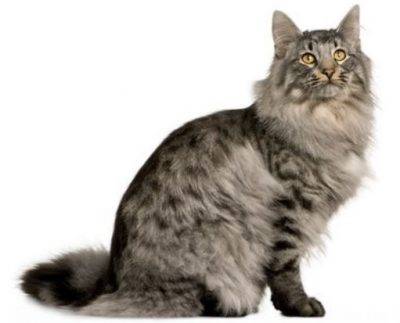 Siberian Cat Adoption - Adopt a Siberian Cat or Kitten