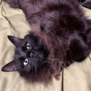 Stunning siberian forest mix cat for adoption in knoxville tn – adopt angus
