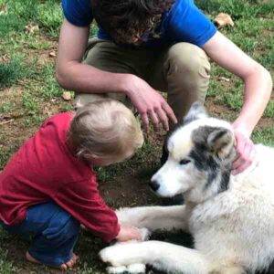 Siberian husky adoption manassas va 2