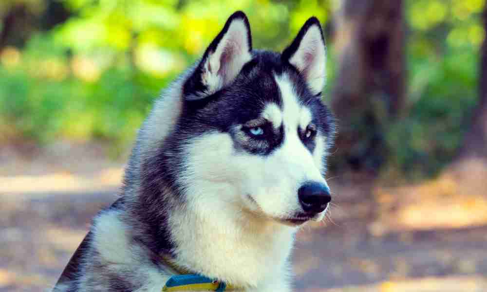 how to adopt husky puppies