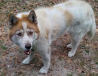 Iberian Husky For Adoption 2