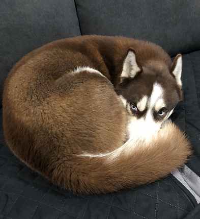 Siberian husky for private adoption louisville ky – adopt niko