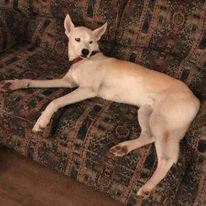 Siberian husky mix dog for adoption in lubbock texas 1 (4)