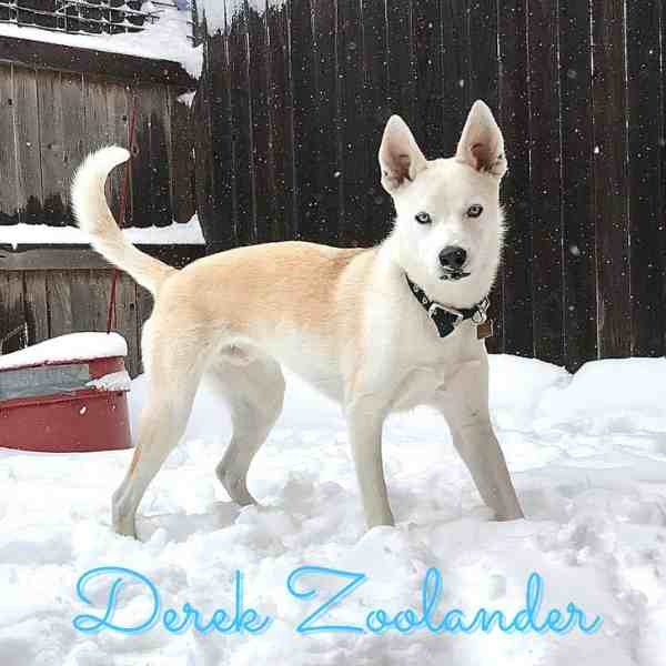 Siberian Husky Mix Dog For Adoption in Lubbock Texas 1 (4)