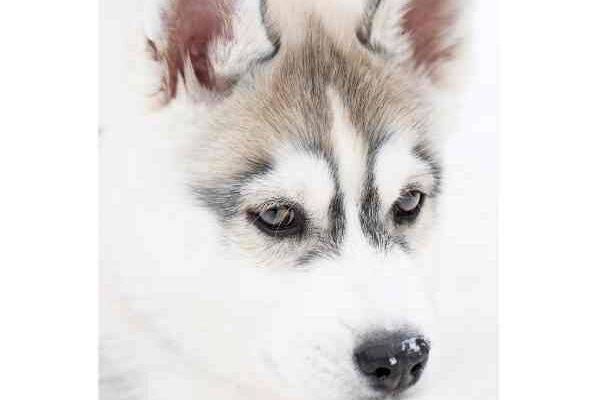Siberian Husky Puppy Image