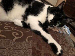 Stunning black and white cat for adoption near san diego ca – adopt sid
