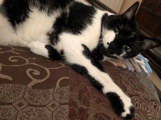 Black and White Bicolor Cat For Adoption in Murrieta CA