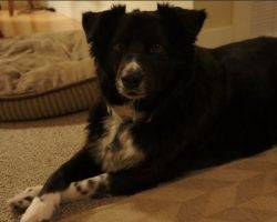Sidney - Border Collie Mix For Adoption In Seattle 2