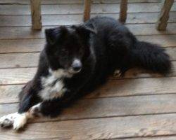 Sidney - Border Collie Mix For Adoption In Seattle 2