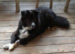 Sidney - border collie mix for adoption in seattle 2