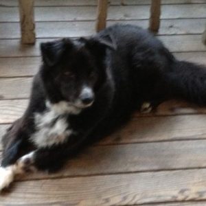 Sidney - Border Collie Mix For Adoption in Seattle 2