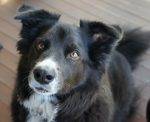 Sidney - border collie mix for adoption in seattle 2