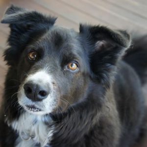 Sidney - Border Collie Mix For Adoption in Seattle 2