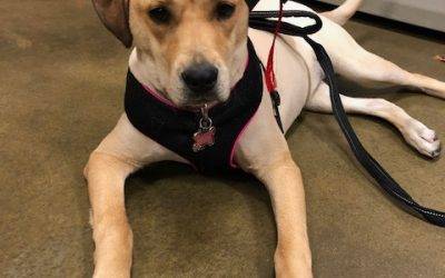 Obedience Trained Yellow Labrador Retriever For Adoption El Paso Texas