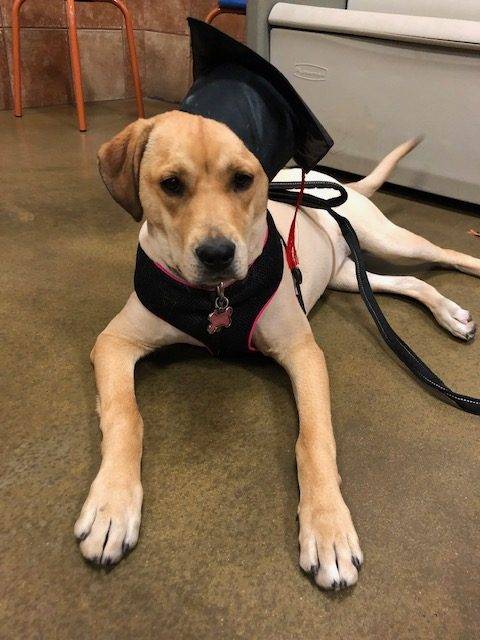 Sierra Yellow Labrador Retriever Dog For Adoption in El Paso TX 1