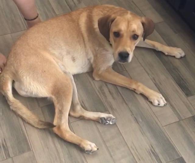 Sierra yellow labrador retriever dog for adoption in el paso tx 7
