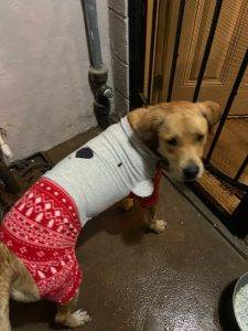 Sierra yellow labrador retriever dog for adoption in el paso tx 5