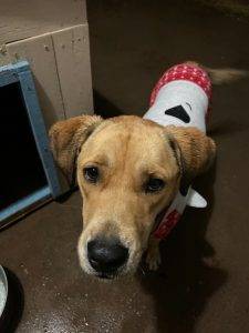 Sierra yellow labrador retriever dog for adoption in el paso tx 6