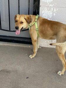 Sierra yellow labrador retriever dog for adoption in el paso tx 7