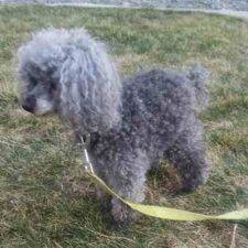 Silver Toy Poodle For Adoption In Washington State 1 (1)