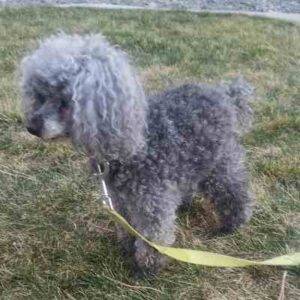 Bonded toy poodles for adoption in richland wa – supplies included – adopt collette and jake