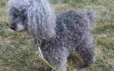 Bonded toy poodles for adoption in richland wa – supplies included – adopt collette and jake