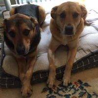Simba Nala German Shepherd Labrador Retriever Mix Dogs For Private Adoption Raleigh North Carolina NC