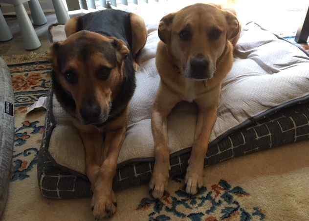 Raleigh nc – german shepherd lab mix dog siblings for private adoption – adopt simba and nala