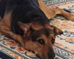 Simba nala german shepherd labrador retriever mix dogs for private adoption raleigh north carolina nc 2