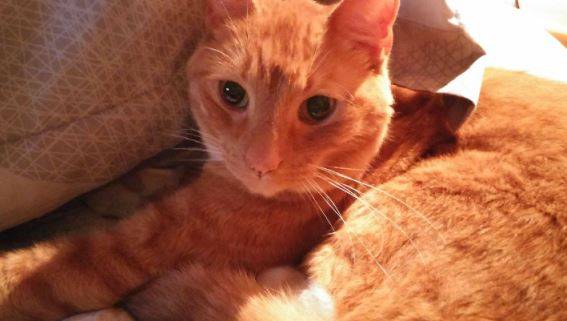 Simba Senior Declawed Male Orange Tabby Cat For Adoption in Nebraska 1