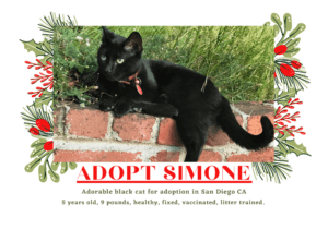 Black Cats For Adoption In California