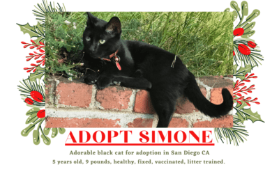 Sweet black cat for adoption in san diego ca – supplies included – adopt simone