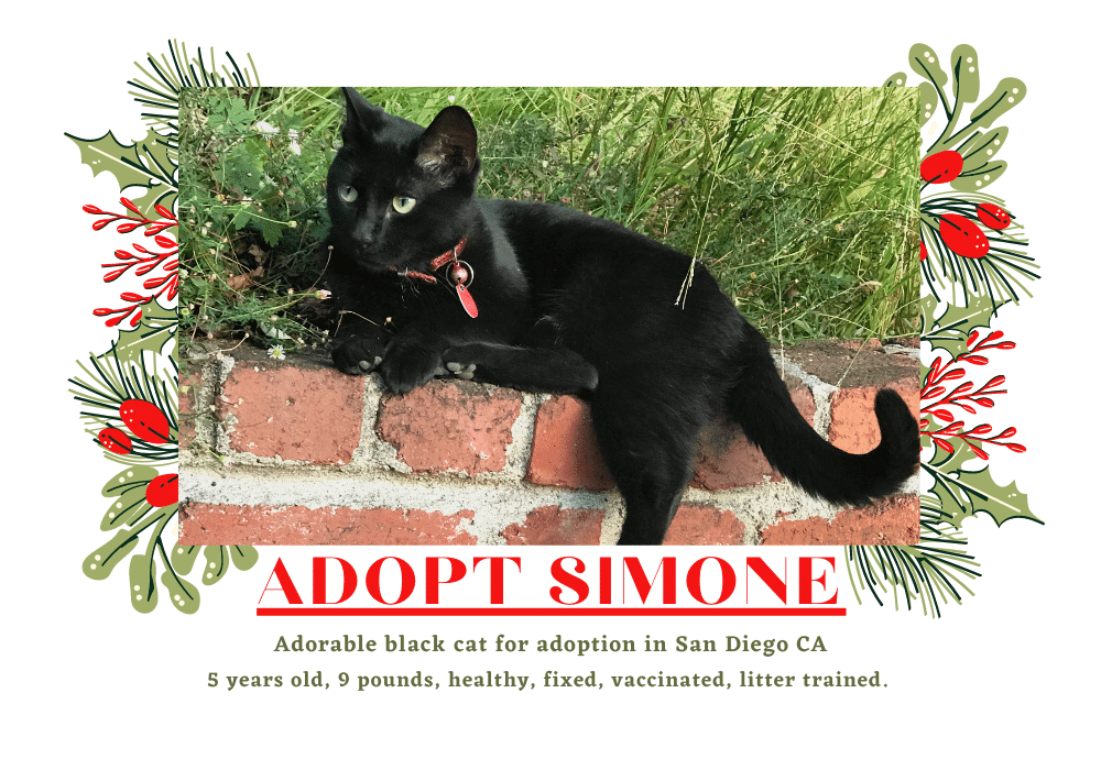 Simone Black Cat Adoption San Diego (1)