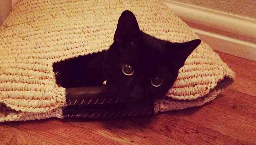 Simone black cat adoption san diego ca