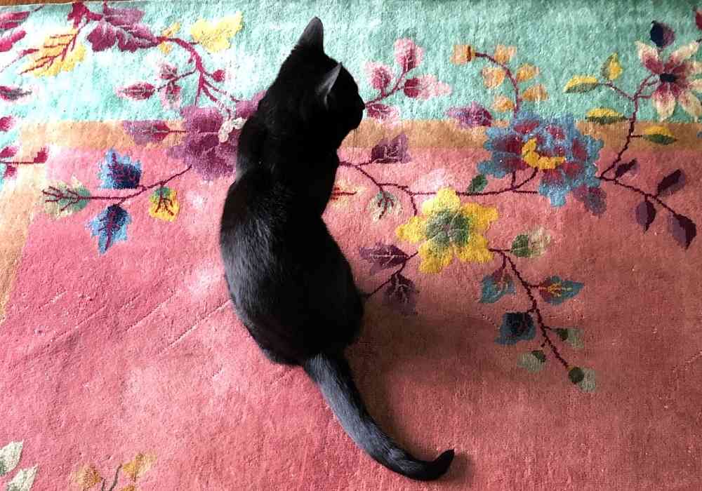 Simone black cat adoption san diego ca