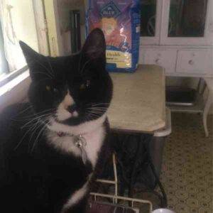Simone tuxedo cat adoption portland oregon 1 (7)