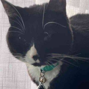 Simone tuxedo cat adoption portland oregon 1 (7)