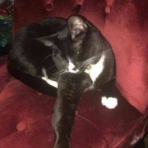 Simone tuxedo cat adoption portland oregon 1 (7)