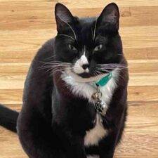 Simone Tuxedo Cat Adoption Portland Oregon 1