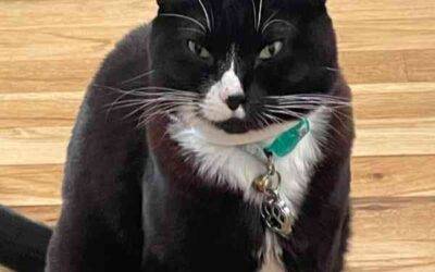Tuxedo Cat For Adoption in Portland Oregon – Supplies Included – Adopt Simone