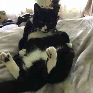 Simone tuxedo cat adoption portland oregon 1 (7)