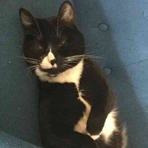 Simone tuxedo cat adoption portland oregon 1 (7)