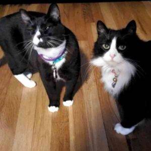 Photo Gladys Longhair tuxedo cat adoption portland oregon 1 (2)