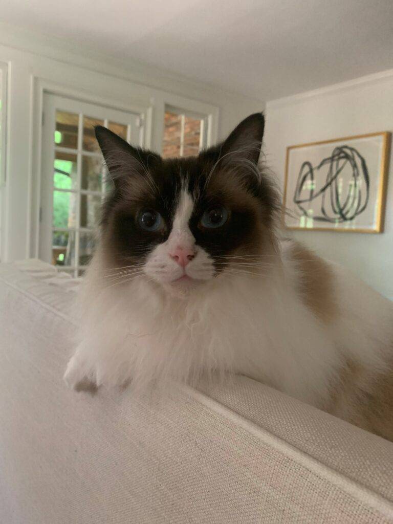 Sina ragdoll cat for adoption in nashville tennessee