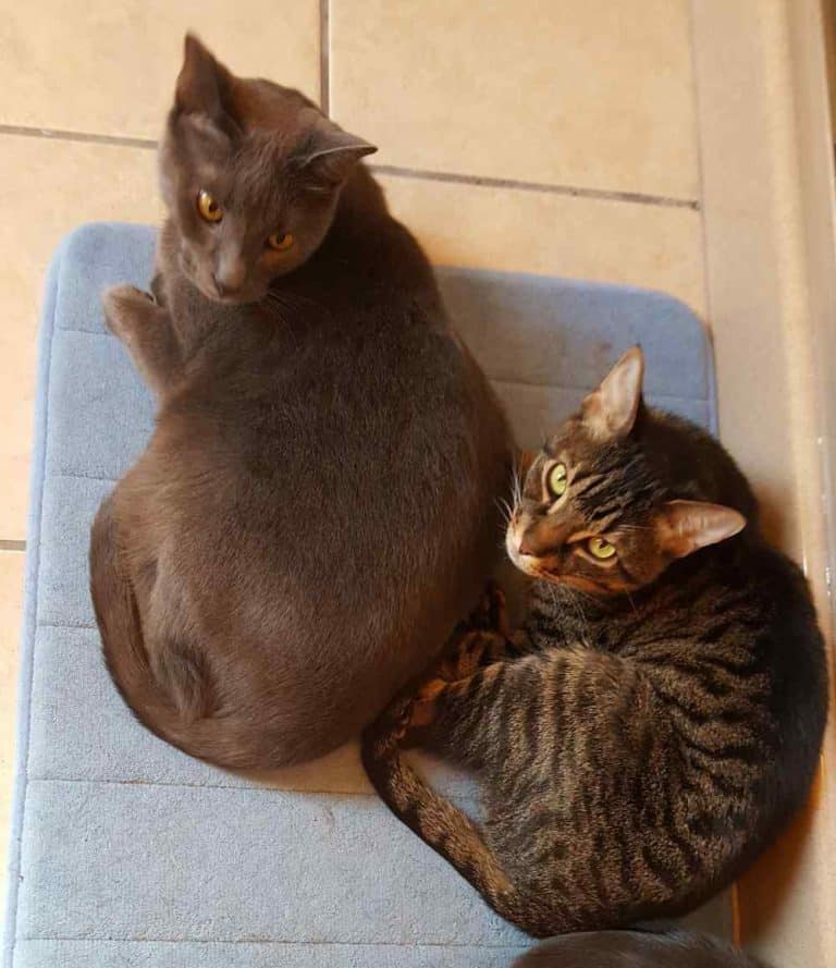 Declawed Brown Tabby Cat For Private Adoption in Houston TX Adopt