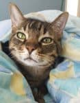 Sitka - Declawed Brown Tabby Cat For Private Adoption In Houston TX 14